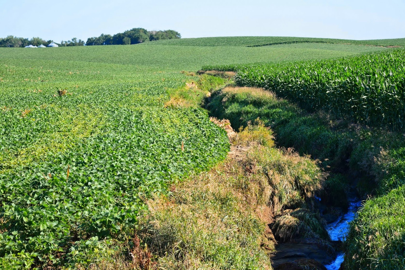 Biofuel Crop Expansion